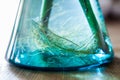 Root of aquatic plant in blue water glass jar