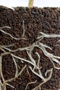Close-up of root system in Fuchsia plug plant