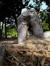 Root of banyan tree
