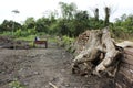 Root of Banyan tree on archeology site Royalty Free Stock Photo