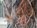 Root of Banyan tree. Royalty Free Stock Photo