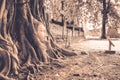 Root of Banyan Tree Enwrap The Buddha Head Royalty Free Stock Photo