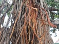 Root of Banyan tree. Royalty Free Stock Photo