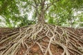 Root of banyan tree. Royalty Free Stock Photo