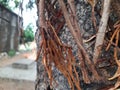 Root of Banyan tree. Royalty Free Stock Photo