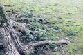 Root base of big tree on green moss