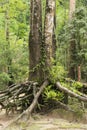 Root base of big tree