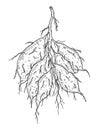 Root batatas. Vintage engraving vector black illustration. Isolated on white