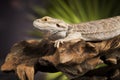 Lizard root, Bearded Dragon on black mirror background Royalty Free Stock Photo