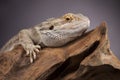 Lizard root, Bearded Dragon on black mirror background Royalty Free Stock Photo