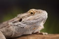 Lizard root, Bearded Dragon on black mirror background Royalty Free Stock Photo