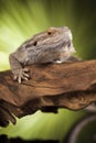 Lizard root, Bearded Dragon on black mirror background Royalty Free Stock Photo