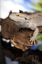 Lizard root, Bearded Dragon on black mirror background Royalty Free Stock Photo