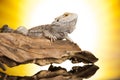 Lizard root, Bearded Dragon on black mirror background Royalty Free Stock Photo