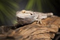 Lizard root, Bearded Dragon on black mirror background Royalty Free Stock Photo