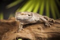 Lizard root, Bearded Dragon on black mirror background Royalty Free Stock Photo