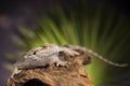 Lizard root, Bearded Dragon on black mirror background Royalty Free Stock Photo