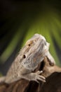 Lizard root, Bearded Dragon on black mirror background Royalty Free Stock Photo