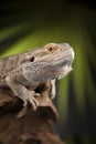Lizard root, Bearded Dragon on black mirror background Royalty Free Stock Photo