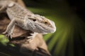 Lizard root, Bearded Dragon on black mirror background Royalty Free Stock Photo