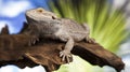 Lizard root, Bearded Dragon on black mirror background Royalty Free Stock Photo