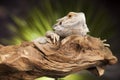 Lizard root, Bearded Dragon on green background Royalty Free Stock Photo