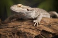 Lizard root, Bearded Dragon on green background Royalty Free Stock Photo