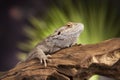 Lizard root, Bearded Dragon on green background Royalty Free Stock Photo