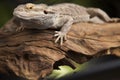 Lizard root, Bearded Dragon on green background Royalty Free Stock Photo