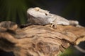 Lizard root, Bearded Dragon on green background Royalty Free Stock Photo