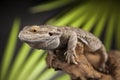Lizard root, Bearded Dragon on green background Royalty Free Stock Photo