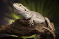 Lizard root, Bearded Dragon on green background Royalty Free Stock Photo