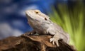 Lizard root, Bearded Dragon on green background Royalty Free Stock Photo