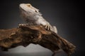 Lizard root, Bearded Dragon on green background Royalty Free Stock Photo