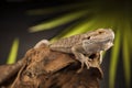 Lizard root, Bearded Dragon on green background Royalty Free Stock Photo