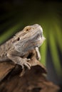 Lizard root, Bearded Dragon on green background Royalty Free Stock Photo