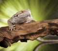 Lizard root, Bearded Dragon on green background Royalty Free Stock Photo