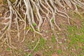 The root of a big tree Royalty Free Stock Photo