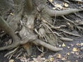 The root of a big tree and some grass on the ground Royalty Free Stock Photo