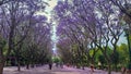 A root of blooming jacaranda trees in Athens, Greece Royalty Free Stock Photo