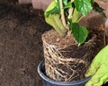 Root bound hibiscus plant with gloved hands in garden
