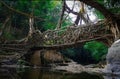 Root bridge Shillong Double Decker Royalty Free Stock Photo