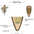 Root cap. Diagram showing the root of a coniferous plant. Vector illustration