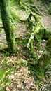 Root covered by grass in the forest