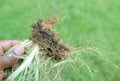 Crabgrass weed root