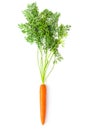 Root-crop of carrot with green tops Royalty Free Stock Photo