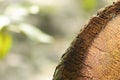 The root cut side part of the coconut tree isoloted natural bg Royalty Free Stock Photo