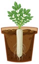 Root of daikon plant vector