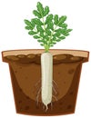Root of daikon plant vector