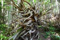 Root of dead tree in the area of Shiretoko Goko lake in Hokkaido, Japan.